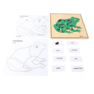 Gros plan sur une pièce du puzzle Grenouille Montessori montrant une partie du corps