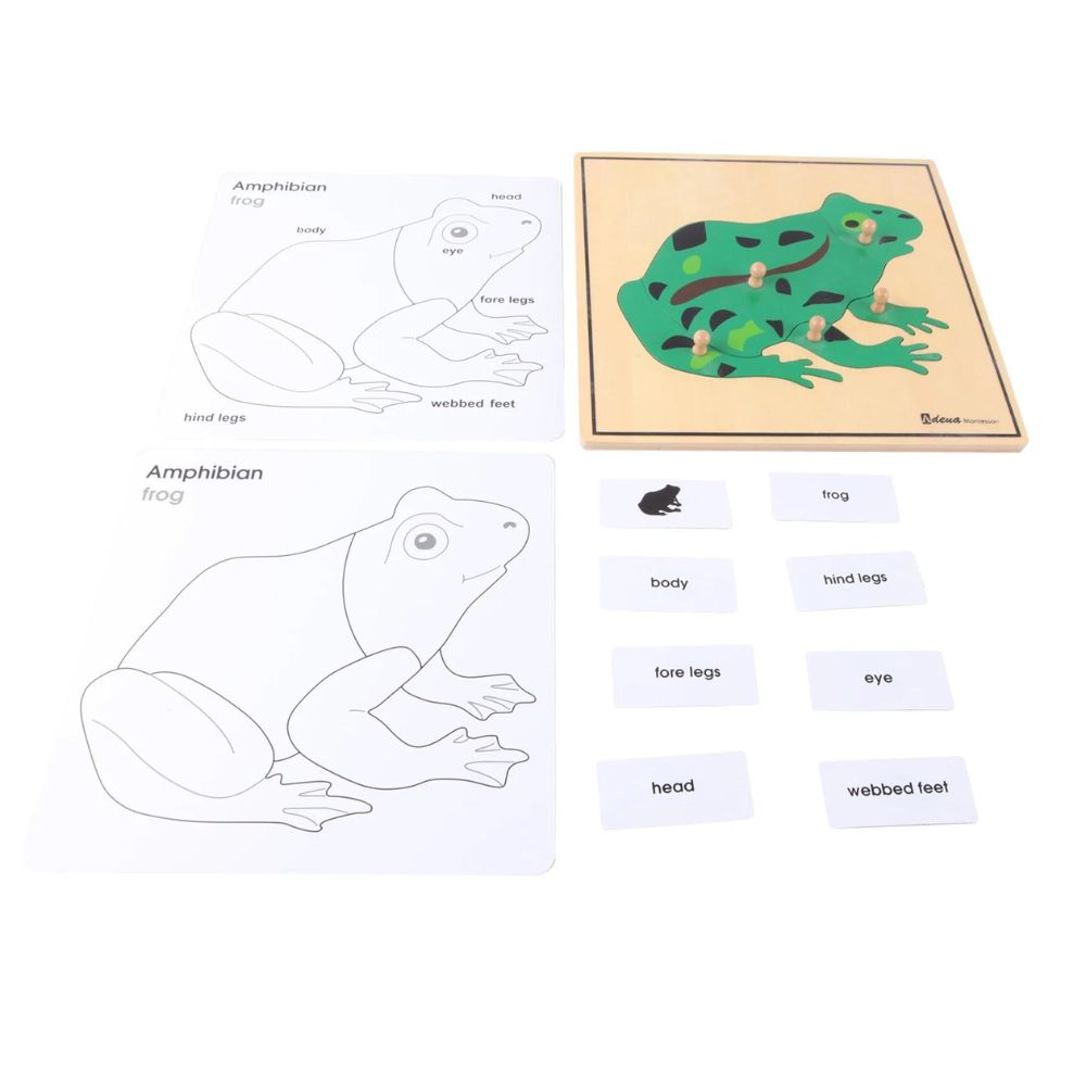 Gros plan sur une pièce du puzzle Grenouille Montessori montrant une partie du corps