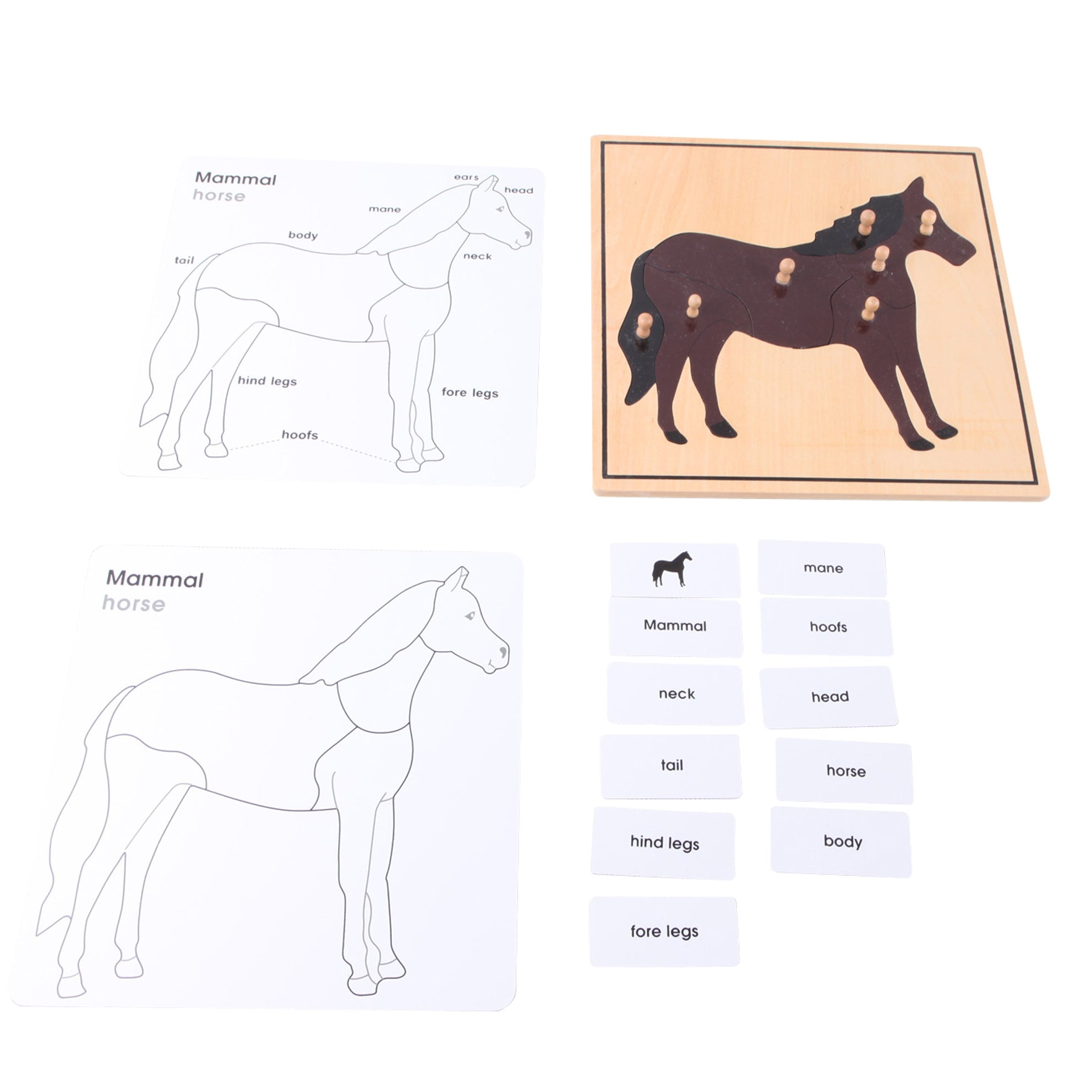 Enfant manipulant le puzzle cheval pour apprendre les parties du corps
