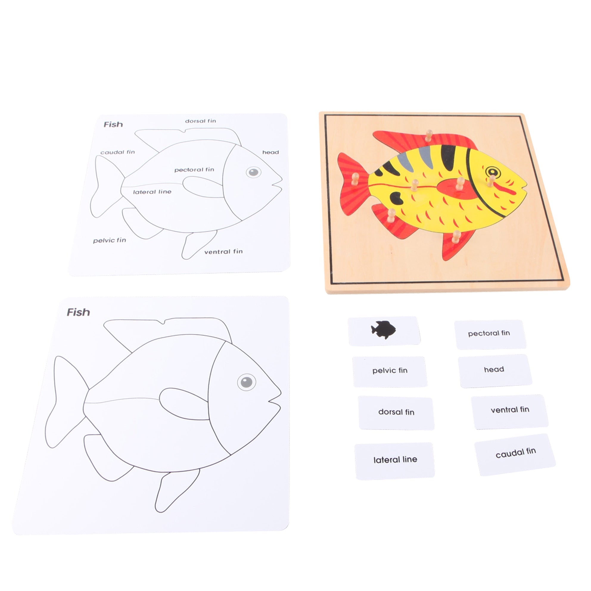Gros plan sur une pièce du puzzle représentant la tête du poisson