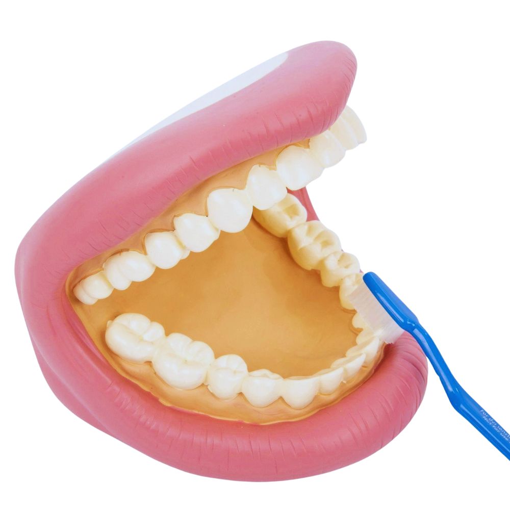 Bouche Géante Dentaire avec Brosse - Modèle Éducatif Hygiène
