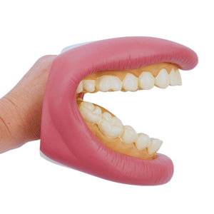 Démonstration brossage des dents pour enfants avec bouche géante