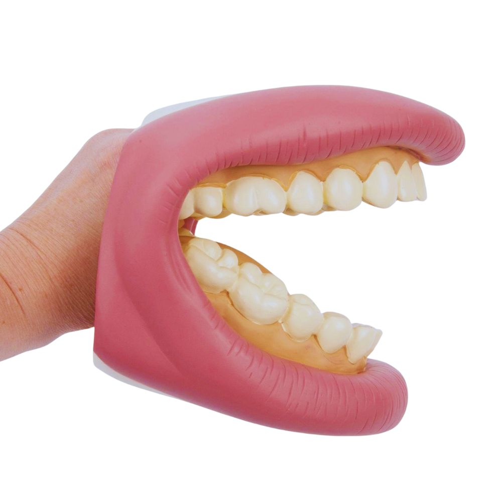 Démonstration brossage des dents pour enfants avec bouche géante