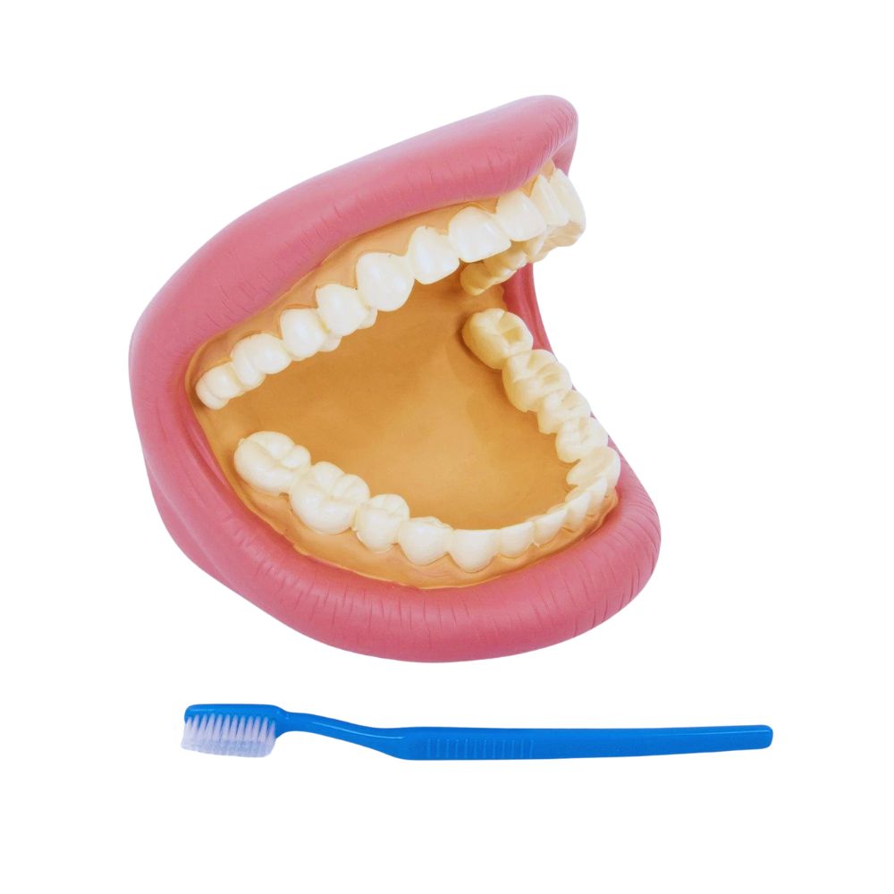 Bouche Géante Dentaire avec Brosse - Modèle Éducatif Hygiène