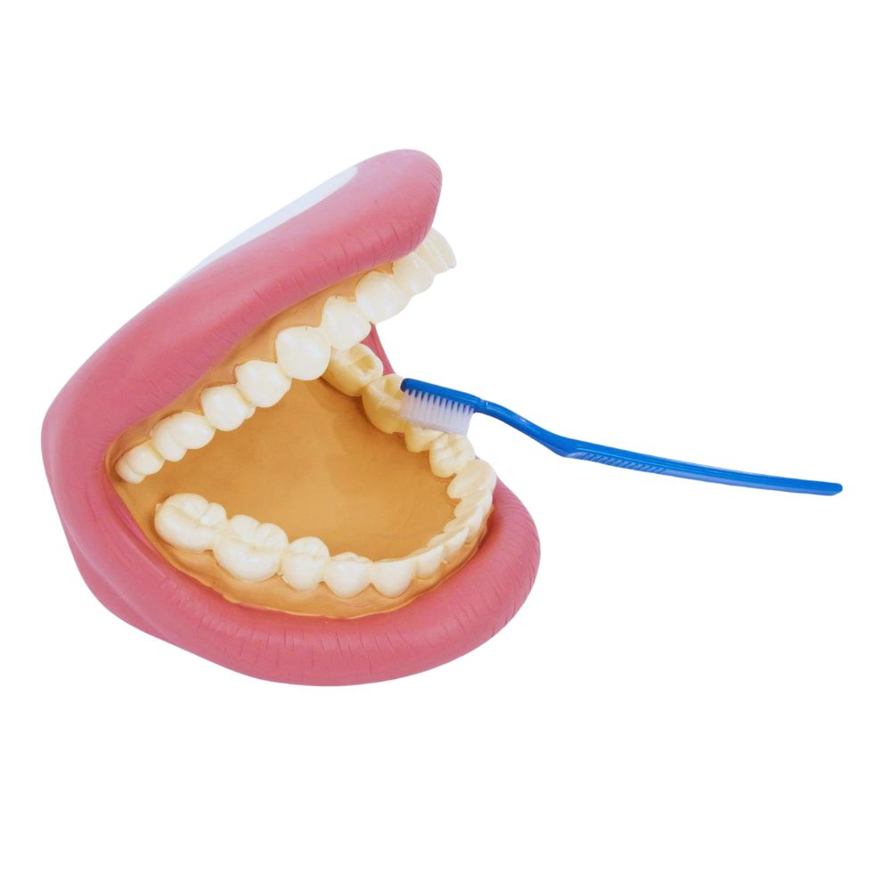Bouche Géante Dentaire avec Brosse - Modèle Éducatif Hygiène